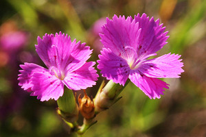 garofanetti FLOR